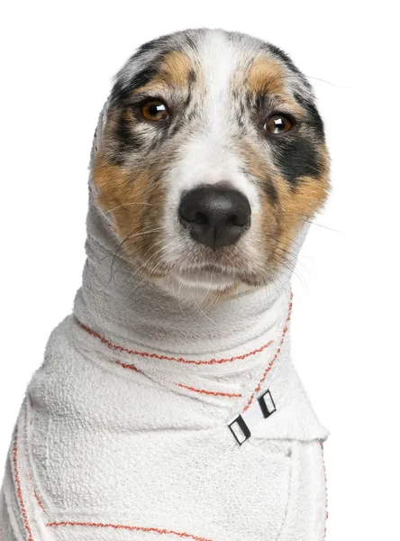 Close-up of Australian Shepherd puppy in bandages, 5 months old, — Stock Photo, Image