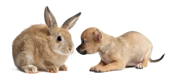 Chihuahua cachorro brincando com coelho na frente de fundo branco — Fotografia de Stock