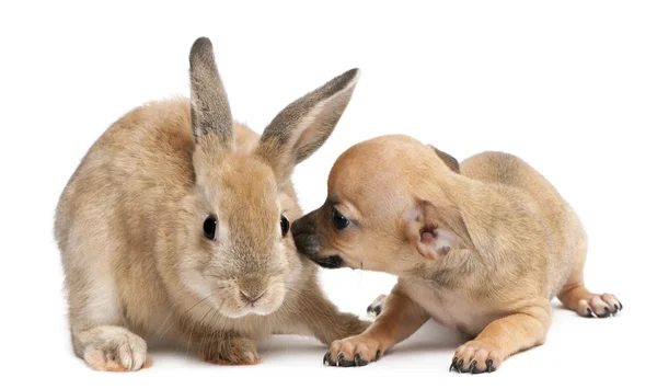 Chihuahua cucciolo giocare con coniglio di fronte a sfondo bianco — Foto Stock