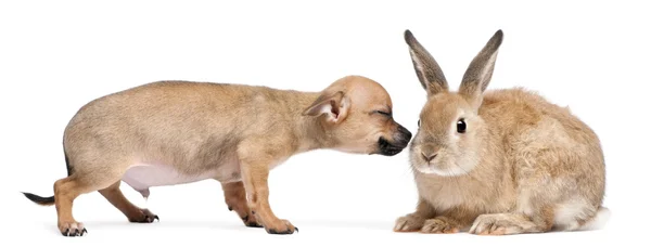 Chihuahua cachorro brincando com coelho na frente de fundo branco — Fotografia de Stock