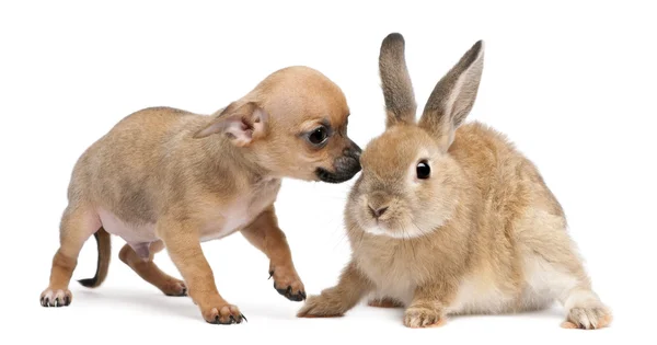 Chihuahua chiot jouer avec le lapin en face de fond blanc — Photo