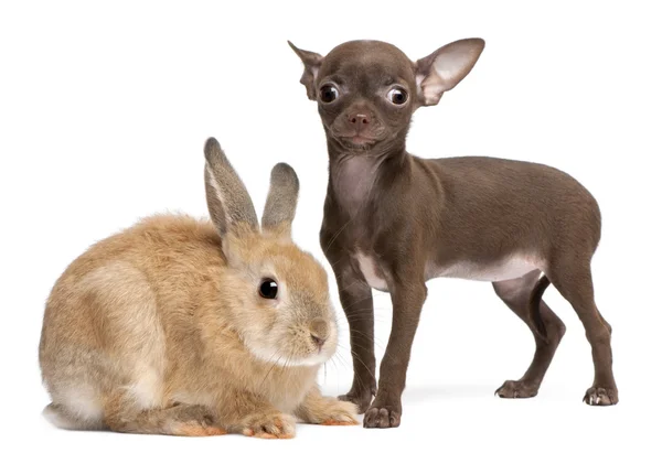 Čivava štěně, 10 týdnů stará a králík před bílým pozadím — Stock fotografie