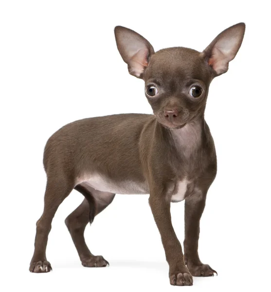 Chihuahua cachorro, 10 semanas de edad, de pie delante de fondo blanco —  Fotos de Stock