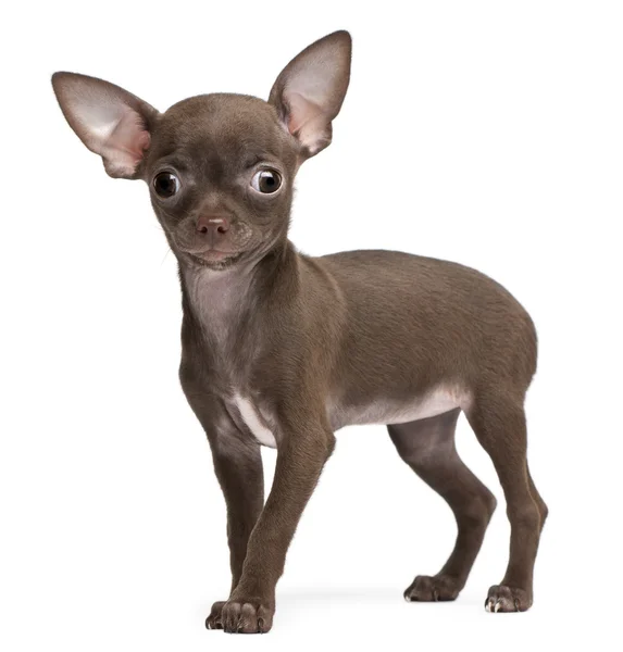Chihuahua cucciolo, 10 settimane, in piedi di fronte a sfondo bianco — Foto Stock