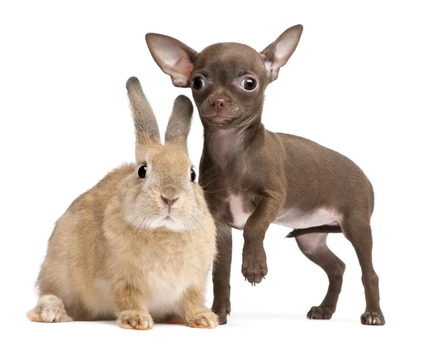 Chihuahua-Welpe, 10 Wochen alt, und Kaninchen vor weißem Hintergrund — Stockfoto