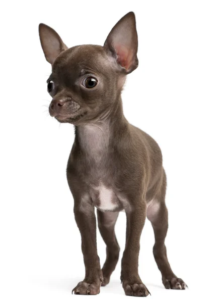 Chihuahua-Welpe, 10 Wochen alt, steht vor weißem Hintergrund — Stockfoto