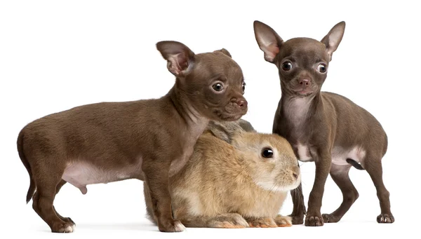 Chihuahua puppies, 10 weeks old, and rabbit in front of white background — Stock Photo, Image