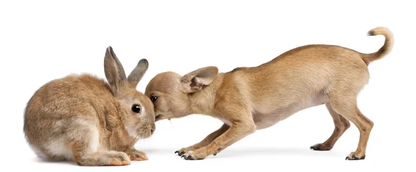 stock image Chihuahua puppy sniffing rabbit in front of white background