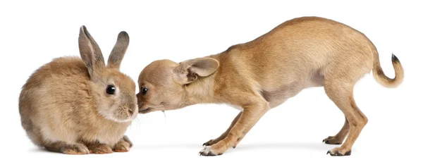 Chihuahua cucciolo annusare coniglio davanti a sfondo bianco — Foto Stock