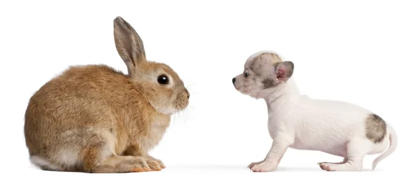 Chihuahua szczeniaka, 10 tygodni i królika przed białym tle — Zdjęcie stockowe