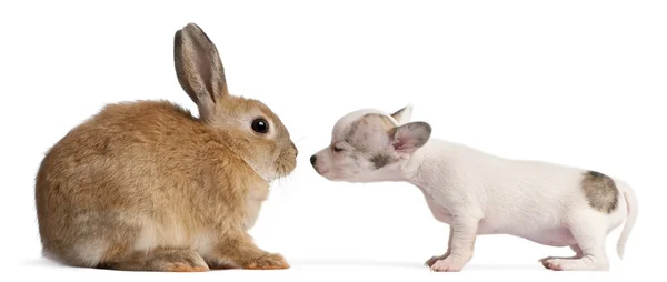 Chihuahua puppy, 10 weeks old, sniffing rabbit in front of white background — Stock Photo, Image