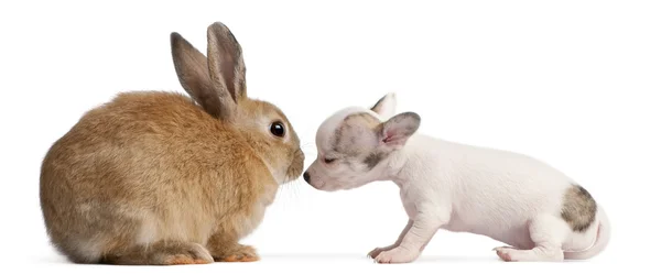 Chihuahua cachorro, 10 semanas de edad, olfateando conejo en frente de fondo blanco —  Fotos de Stock