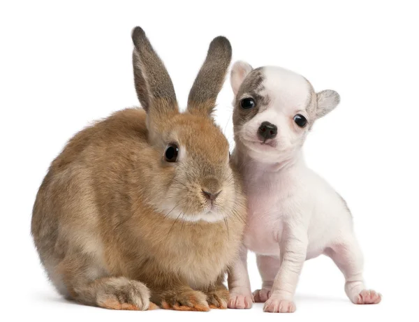Chihuahua valp, 10 veckor gammal, och kanin framför vit bakgrund — Stockfoto