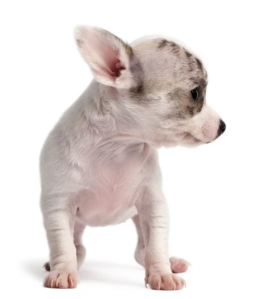 Chihuahua puppy, 10 weeks old, standing in front of white background — Stock Photo, Image