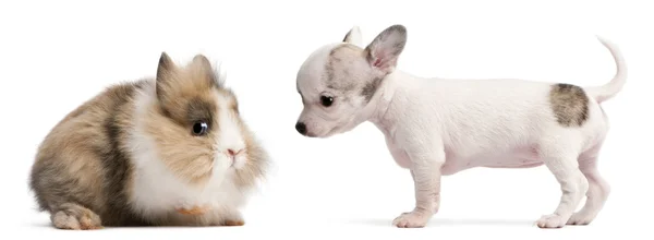 Chihuahua cachorro, 10 semanas de idade, e coelho na frente de fundo branco — Fotografia de Stock