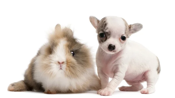 Chihuahua cachorro, 10 semanas de edad, y conejo en frente de fondo blanco — Foto de Stock