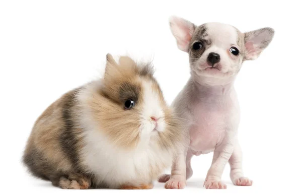 Chihuahua kölyök, 10 hetes, és a fehér háttér előtt nyúl — Stock Fotó