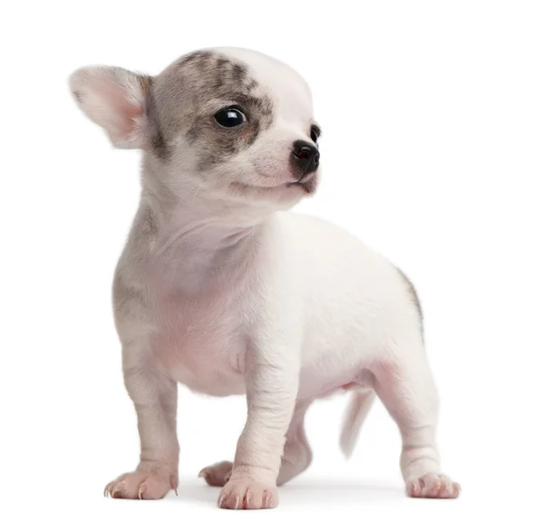 Chihuahua kölyök, 10 hetesek, fehér háttér előtt áll — Stock Fotó