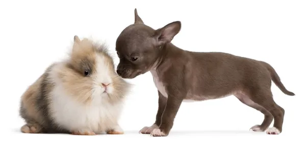 Chihuahua cachorro, 10 semanas de edad, y conejo en frente de fondo blanco —  Fotos de Stock