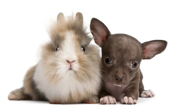 Chihuahua cachorro, 10 semanas de edad, y conejo en frente de fondo blanco —  Fotos de Stock