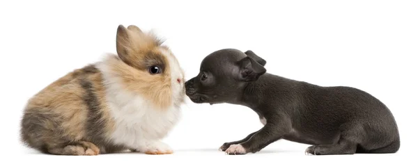 Chihuahua cucciolo, 6 settimane, e coniglio davanti allo sfondo bianco — Foto Stock