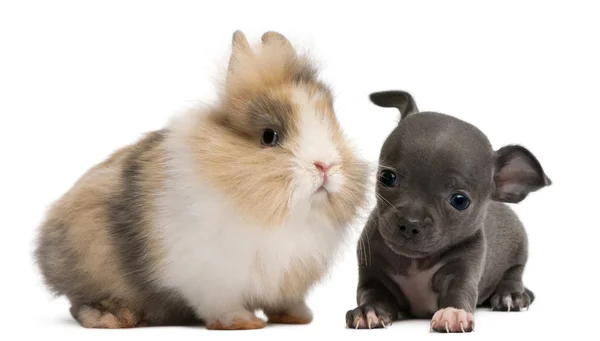 Chihuahua-Welpe, 6 Wochen alt, und Kaninchen vor weißem Hintergrund — Stockfoto