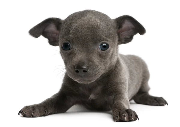 Chihuahua köpek, 6 hafta yaşlı, önünde yalan arka plan beyaz. — Stok fotoğraf