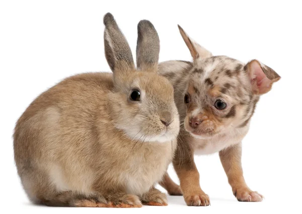 Chihuahua che interagisce con un coniglio davanti allo sfondo bianco — Foto Stock