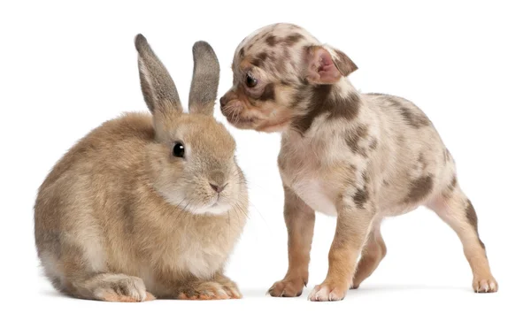 Chihuahua che interagisce con un coniglio davanti allo sfondo bianco — Foto Stock