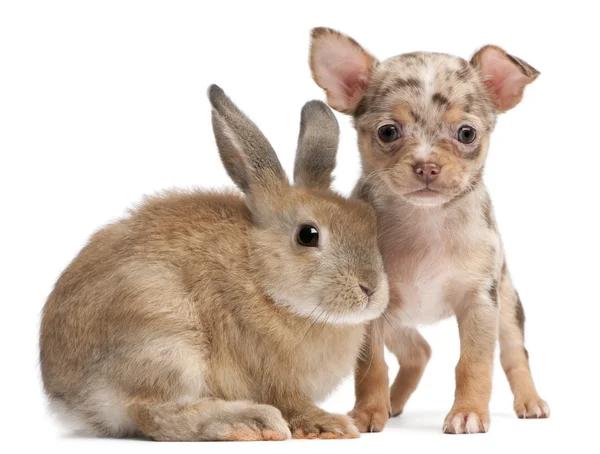 Chihuahua con un coniglio davanti a sfondo bianco — Foto Stock