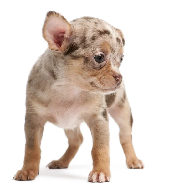 Chihuahua puppy standing in front of white background — Stock Photo, Image