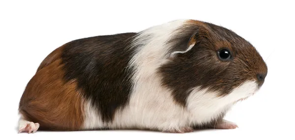 Guinea pig sitting in front of white background — Stock Photo, Image