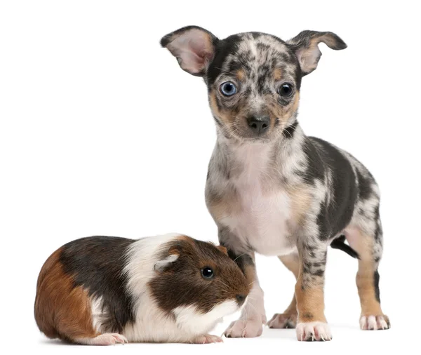 Chihuahua filhote de cachorro com uma cobaia na frente de fundo branco — Fotografia de Stock