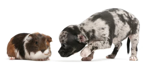 Chihuahua cachorro interactuando con un conejillo de indias en frente de fondo blanco — Foto de Stock