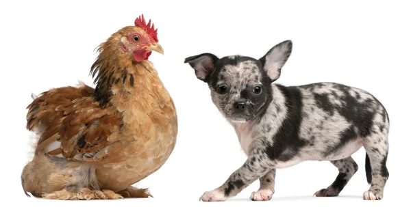 Chihuahua puppy interacting with a hen in front of white background — Stock Photo, Image
