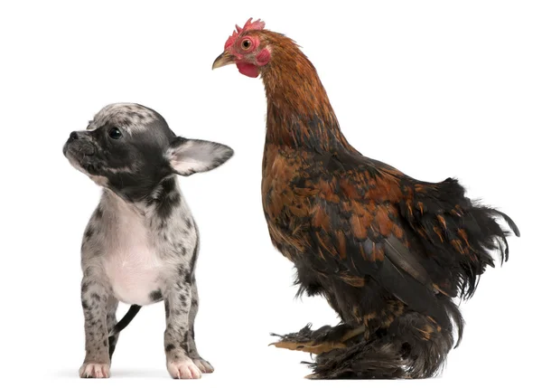 白い背景の前に鶏と相互作用するチワワ子犬 — ストック写真
