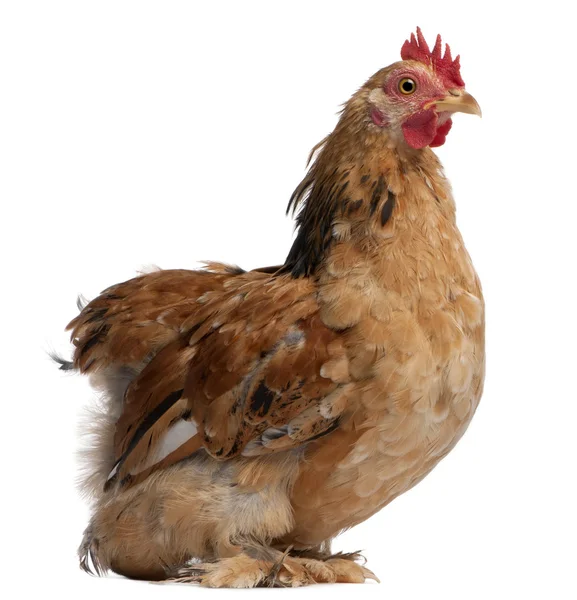 Hen sitting in front of a white background — Stock Photo, Image
