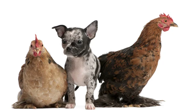 Chihuahua puppy interacting with a hens in front of white background — Stock Photo, Image