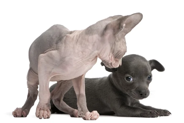 stock image Chihuahua puppy, 10 weeks old, interacting with a Sphyx kitten, 8 weeks old, in front of white background