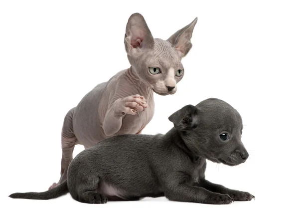 Chihuahua puppy, 10 weeks old, interacting with a Sphyx kitten, 8 weeks old, in front of white background — Stock Photo, Image