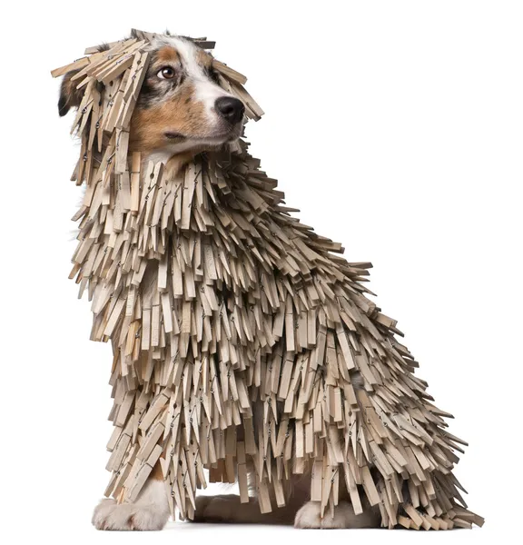 Australian Shepherd puppy covered with Clothespins, 5 months old, sitting in front of white background — Stock Photo, Image