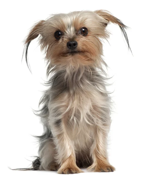 Yorkshire Terrier, 4 years old, sitting in front of white background — Stock Photo, Image