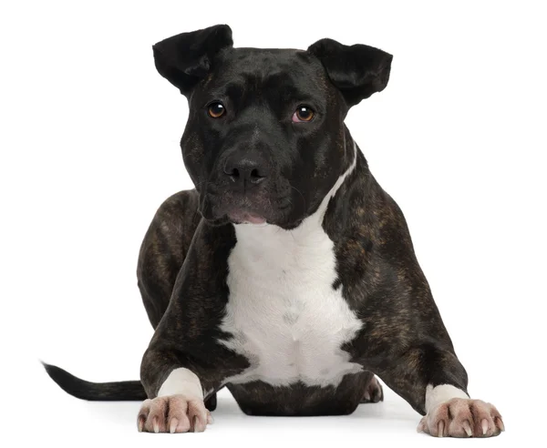 American Staffordshire Terrier, 2 years old, lying in front of white background — Stock Photo, Image