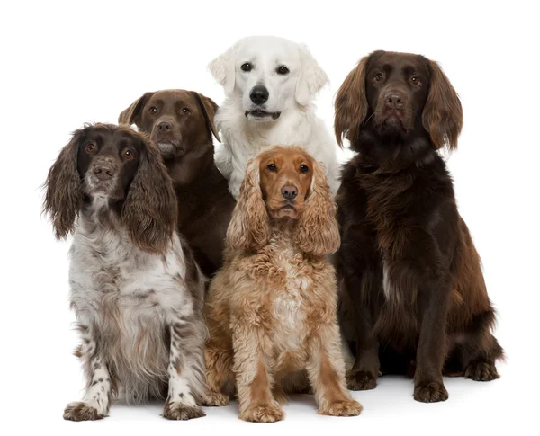 Group of dogs, Labrador Retriever, American Cocker Spaniel, Russian Cocker Spaniel and Kuvask, in front of white background — стоковое фото