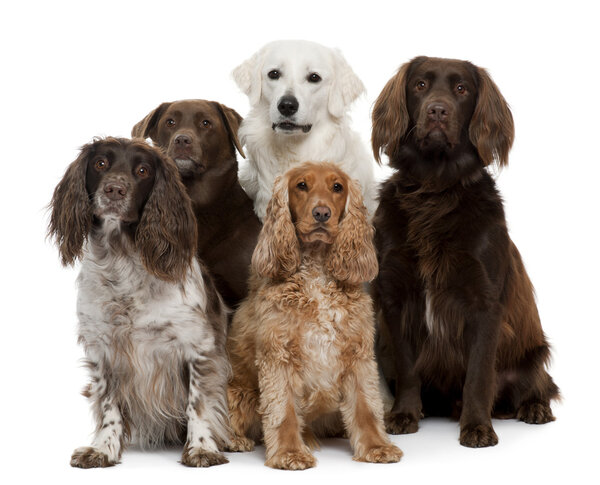 Group of dogs, Labrador Retriever, American Cocker Spaniel, English Cocker Spaniel and Kuvask, in front of white background