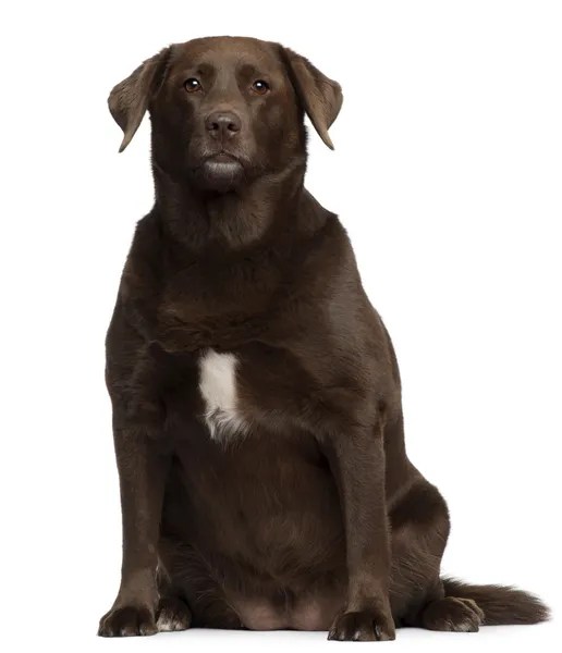อ้วน Labrador Retriever อายุ 7 ขวบ นั่งอยู่หน้าพื้นหลังสีขาว — ภาพถ่ายสต็อก