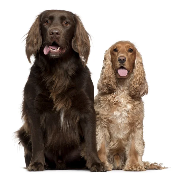 Labrador Retriever and Russian Cocker Spaniel, 6 and 9 years old, sitting in front of white background — стоковое фото