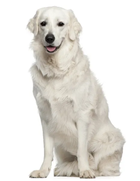 Kuvasz, 18 months old, sitting in front of white background — Stock Photo, Image