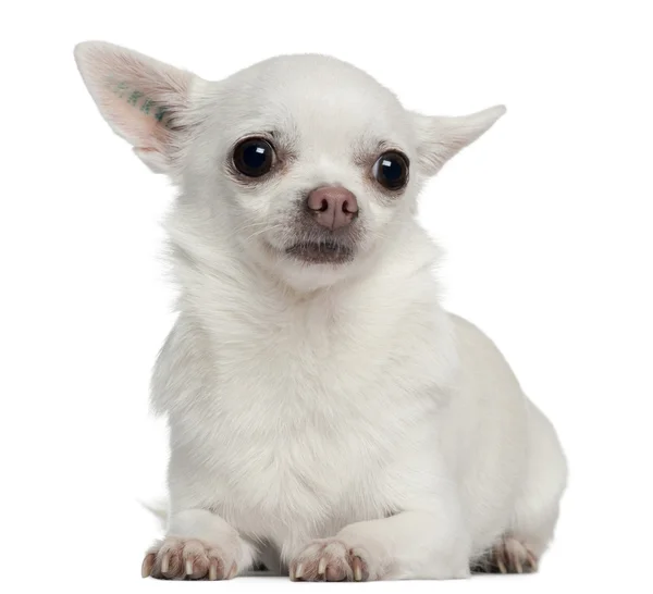 Chihuahua, 5 years old, lying in front of white background — Stock Photo, Image
