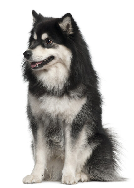 Finnish Lapphund, 1 year old, sitting in front of white background